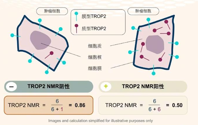图2 QCS检测TROP2 NMR.png