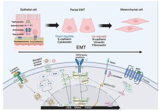 屏幕截图_28-2-2026_161857_pmc.ncbi.nlm.nih.gov.jpeg 屏幕截图_28-2-2026_161857_pmc.ncbi.nlm.nih.gov.jpeg