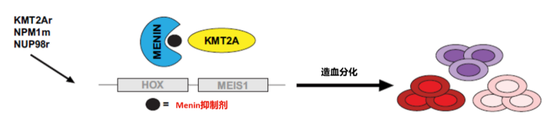 图3. Menin抑制剂的作用机制[3].png